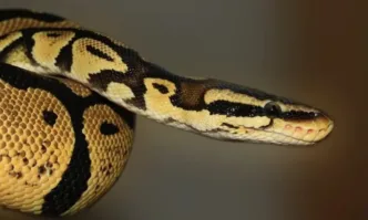 Джахра на около 50 години която работела на плантация за