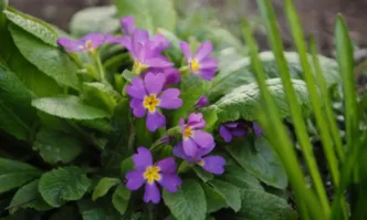 Слънчева събота с пролетни температури до 17 градуса