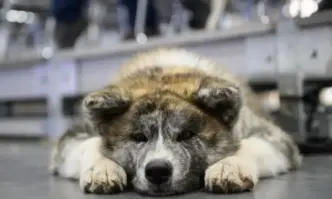 Южна Корея възнамерява да забрани консумацията на кучешко месо и