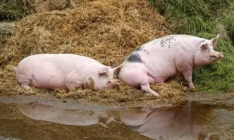 Африканската чума по свинете плъзна във ферма в Николово