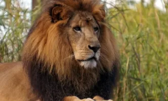 Африка губи лъвовете си, бракониери вече търгуват с телата им