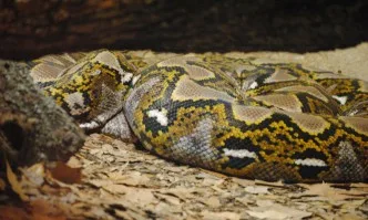 Изчезналата змия в пловдивския мол се оказа жълта анаконда