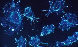 Учени от университета в Южна Каролина откриха природно лекарство срещу рака
