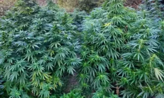 Модерна нарколаборатория за отглеждане на канабис беше разкрита на частен