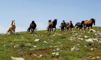 Пандизчията бил бракониер и притежавал незаконно оръжие До обвиненията към