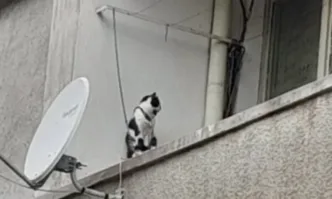 Шокираща жестокост: Котка, завързана с верига на балкон в Сливен