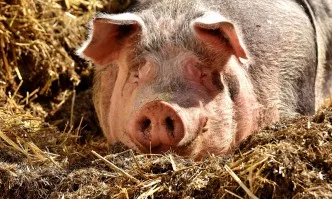 Бедственото положение в област Русе остава, откриха чума в трета голяма ферма с 30 000 животни