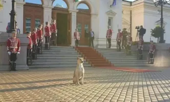 Издирва се кучето пред парламента. Ето как да го познаем