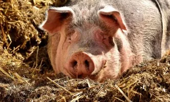 Обявиха бедствено положение в Разградска област заради чумата по свинете