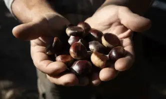 В Гърция един от най големите производители на кестени в света