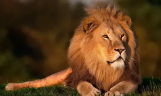 В Италия заловиха лъв, избягал от цирка в град, близо до Рим