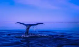 Близо 100 китове гринди са загинали след като са изхвърлени