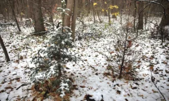 Най ниските температури през декември у нас ще бъдат между минус