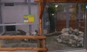 Леопард ухапа по ръката момиче в зоопарка във Варна Инцидентът
