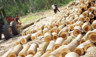 Доц. Георги Костов: Нинова иска да овладее продажбата на дърва с партийни хора