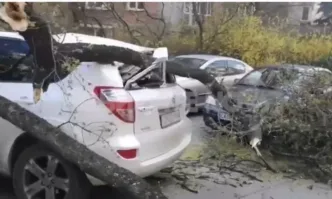 Дърво падна върху кола в София, едвам не рани дете