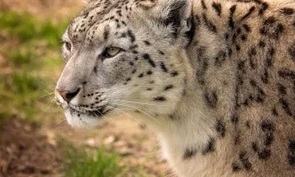Столичният зоопарк вече може да се похвали с единствения на Балканите снежен леопард