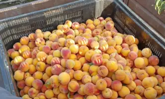 Индексът на тържищните цени ИТЦ който отразява движението на цените