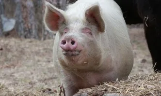 Съмнения за чума по свинете и в Южна България