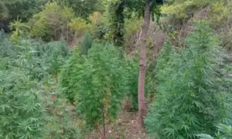 Специализирана полицейска операция е проведена от служители на ГДБОП на