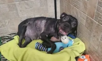 Нови ужасяващи детайли около кучето Джеси което бе пребито от