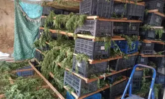 МВР Бургас разби втора наркоферма в рамките на два дни