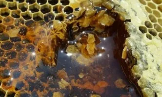 Мановият мед – чудото на Странджа