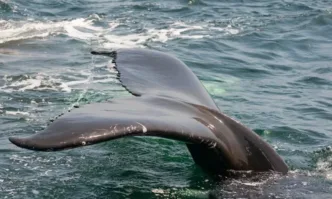 Мъртви китове изплуваха край бреговете на Кипър