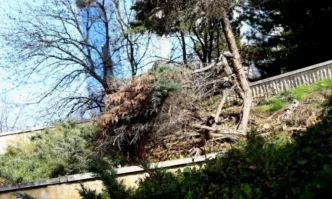 Дърво падна върху пейка с 3 деца в Пловдив
