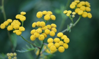 Безсмъртничето се споменава и в легенди и епоси като Илиада