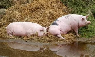 Лекари от БАБХ ще следят индивидуално за биосигурността във всяка свинеферма