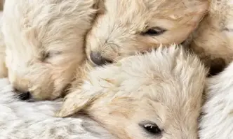 Пратките се отглеждали за НидерландияВ български развъдници са установени 14