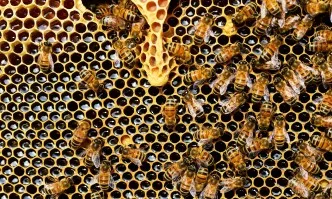 Проекти за над 6 млн. лв. са подадени по програмата за пчеларство