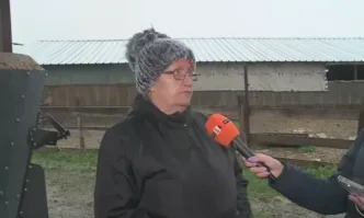 10% по-скъпо агнешко за Великден очакват животновъди