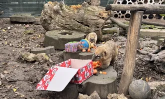 Коледният дух пристигна по рано в Зоопарк Варна тази година