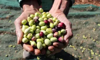 Бактерия унищожила 20 млн. маслинови дръвчета в Италия, нанесла щети за около 1 млрд. евро