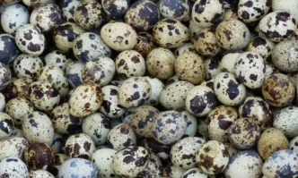 БАБХ констатира огнище на птичи грип в обект за отглеждане