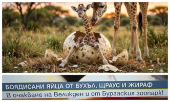 Нова ТВ боядисаха яйца от жираф и станаха вайръл в социалните мрежи