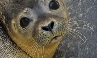 Откриха стотици мъртви каспийски тюлени