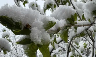Априлският сняг който изненада цъфналите плодни дръвчета поставя под сериозно