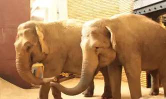 Зоопаркът в София с две нови слончета
