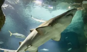 Женска акула от зоологическа градина в САЩ роди без чифтосване