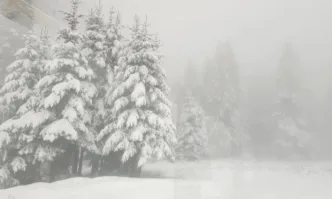 През изминалата нощ са получени няколко сигнала за паднали дървета