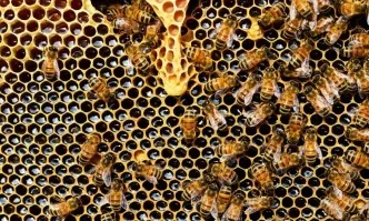 Кредити за над 500 000 лева получиха пчеларите