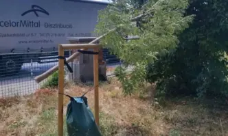 Столична община алармира за изрязването на 12 новозасадени дървета Сигналът