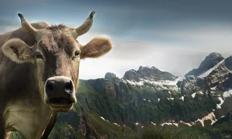 В Австрия издадоха наръчник за срещи с крави на алпийски пасища