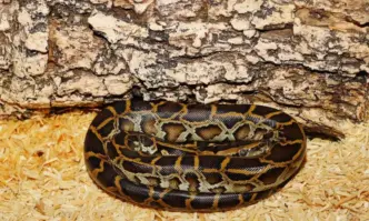 В склад в буйните влажни земеделски земи на Централен Тайланд