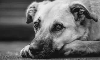 Неизвестни хора са разхвърляли месо с отрова по улиците на