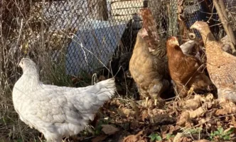 Българската агенция по безопасност на храните БАБХ обяви вторично огнище