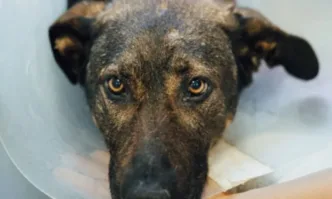 Защитници на животните протестират пред Съдебната палата с искане Захари